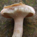 Lactarius pubescens - Flaumiger Milchling