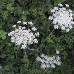 Laserpitum latifolium - Breitblättriges Laserkraut