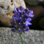 Lavandula angustifolia - Lavendel
