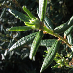 Ledum groenlandicum - Grönländischer Porst