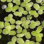 Lemna minuta - Winzige Wasserlinse