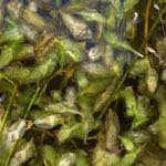 Lemna trisulca - Dreifurchige Wasserlinse