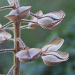 Lepidium campestre - Feld-Kresse