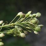 Lepidium latifolium - Breitblättrige Kresse