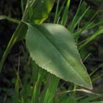Lepidium latifolium - Breitblättrige Kresse