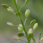 Lepidium ruderale - Schutt-Kresse