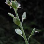 Lepium sativum - Gartenkresse