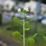 Lepidium virginicum - Virginische Kresse