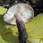 Lepiota fuscovinacea - Weinbrauner Schirmling