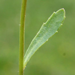 Leucanthemum vulgare subsp. vulgare - Magerwiesen-Margerite