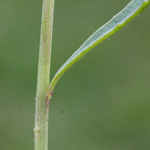 Leucanthemum vulgare subsp. vulgare - Magerwiesen-Margerite
