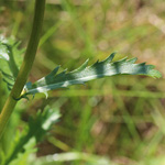 Leucanthemum vulgare subsp. ircutianum - Fettwiesen-Margerite