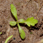 Leucanthemum vulgare subsp. ircutianum - Fettwiesen-Margerite