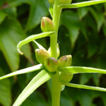 Lilium bulbiferum - Feuer-Lilie
