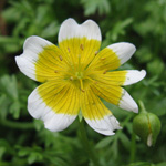 Limnanthes douglasii - Spiegelei-Blume