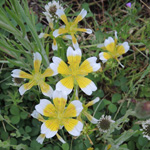 Limnanthes douglasii - Spiegelei-Blume