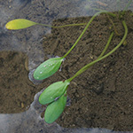 Limosella aquatica - Schlammling