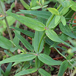 Linaria triornithophora - Iberisches Leinkraut