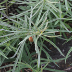 Linaria vulgaris - Gewöhnliches Leinkraut