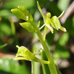 Liparis loeselii - Glanzstendel