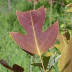 Liriodendron chinense - Chinesischer Tulpenbaum