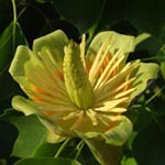 Liriodendron tulipifera - Tulpenbaum