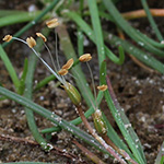 Littorella uniflora - Strandling