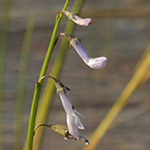 Lobelia dortmannia - Wasser-Lobelie