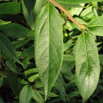 Lonicera henryi - Immergrünes Geißblatt