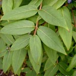 Lonicera henryi - Immergrünes Geißblatt