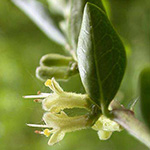 Lonicera nitida - Immergrüne Heckenkirsche