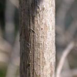 Lonicera xylosteum - Gewöhnliche Heckenkirsche