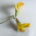 Lotus tenuis - Schmalblättriger Hornklee