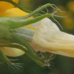 Lotus uliginosus - Sumpf-Hornklee