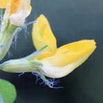 Lotus uliginosus - Sumpf-Hornklee