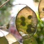 Lunaria annua - Einjähriges Silberblatt