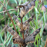 Lupinus angustifolius - Schmalblättrige Lupine