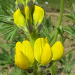 Lupinus luteus - Gelbe Lupine