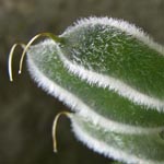Lupinus polyphyllus - Vielblättrige Lupine