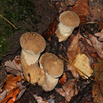 Lycoperdon perlatum - Flaschenbovist