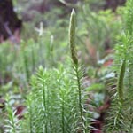 Lycopodium annotinum - Sprossender Bärlapp