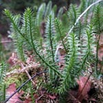 Lycopodium annotinum - Sprossender Bärlapp