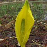 Lysichiton americanus - Gelbe Scheincalla