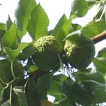 Maclura pomifera - Milchorangenbaum