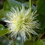 Maclura pomifera - Osagedorn