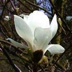 Magnolia denudata - Yulan-Magnolie