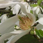 Magnolia kobus - Kobushi-Magnolie