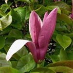 Magnolia liliiflora 'Nigra' - Purpur-Magnolie