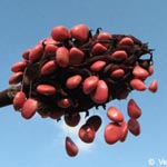 Magnolia tripetala - Schirm-Magnolie