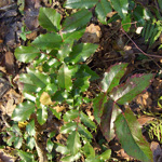 Mahonia aquifolium - Mahonie